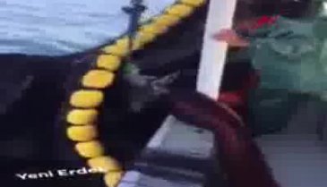 Köpek balığını tekmeleyip yumruklayan balıkçıya ceza