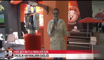 Bursa'da her şey mutlu inekler için (ÖZEL HABER)