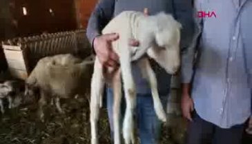 Bursa Yenişehir'de ölen kuzu sayısı 180'i geçti