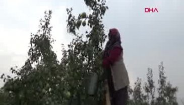 Bursa'da tanesi 1 kilo gelen deveci armudunda hasat zamanı