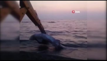 İzmir'de 3 metre uzunluğunda köpek balığı karaya vurdu