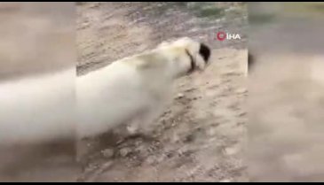 Bursa'da vahşet! Boynu kesilmiş halde bulunan köpeğe vatandaşlar sahip çıktı