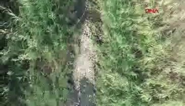 Bursa'da fabrikanın kimyasal atıkları, balıkları öldürmeye devam ediyor!