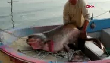 Bursalı balıkçının ağına 80 kiloluk yayın balığı takıldı
