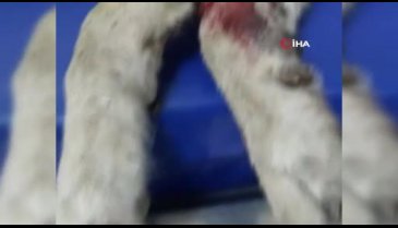 Bursa'da kazada yaralanan köpeğin gözyaşları