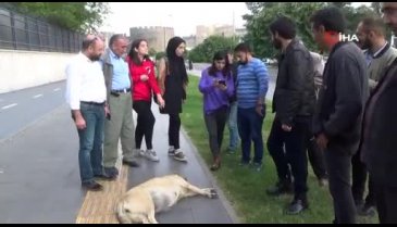 Duyarlı vatandaşlar yerde yatan köpeğin başından biran olsun ayrılmadı