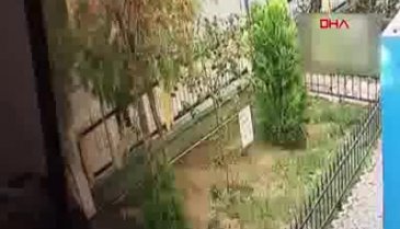 Yavru kediyi tekmeleyerek öldürdü
