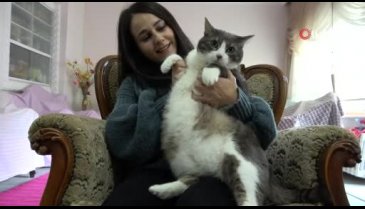 Bursa'da 11 kiloluk kedi şaşırtıyor
