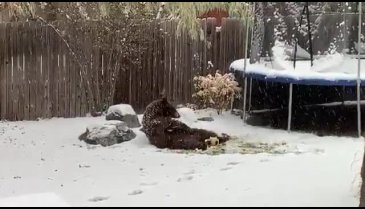 Evinin bahçesinde topla oynayan ayıyı görüntüledi
