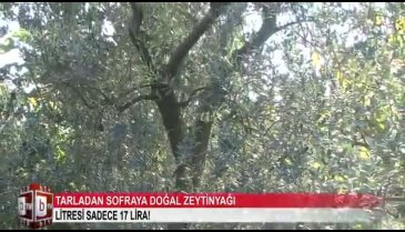Bursa'da tarladan sofraya zeytinyağı zamanı! (ÖZEL HABER)