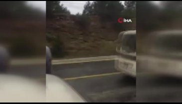 Bursa'da otoyola inip sürücülere ve köpeğe saldıran domuzu böyle vurdu