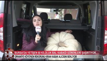 Bursa'nın en büyük bal kabağı! (ÖZEL HABER)