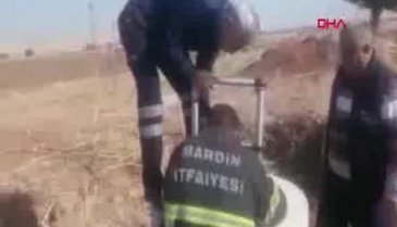 Yavru köpekleri çuvala koyup, lağım çukuruna attılar