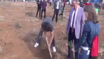 Bursa'da yaralamalı trafik kazası sonrası ağaç dikerek ceza almaktan kurtuldu