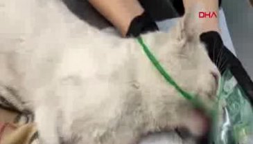 Rusya'da dişleri sökülen kedi için soruşturma açıldı