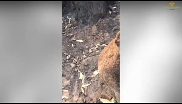 Avustralya'daki yangından koala Kate kurtarıldı