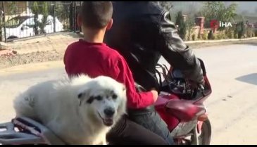 Bursa'da motosiklet hastası köpeği görenler şaşıp kalıyor
