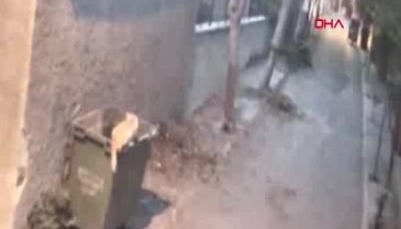 İngiliz ajan ölü bulunmuştu! Büyükada'dan ayrılma anının görüntüsü çıktı