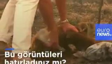 Avustralya'da alevlerin arasından kurtarılan koala öldü