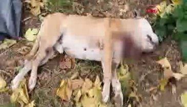 Bursa'da boğazı kesilmiş köpek ölüsü bulundu