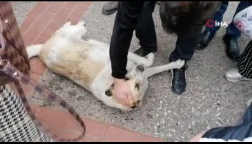 Bursa'da numaracı köpek vatandaşları seferber etti