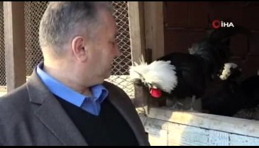 Dünyanın her ülkesinden nadir tavukları Bursa'ya getirdi, şimdi bütün dünyaya satıyor