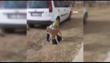 Küçük çocuk, köpeğini korumak için başka bir köpeği ısırdı