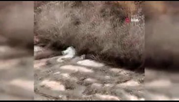 Kış aylarında renk değiştiriyor, Sivas'ta görüntülendi