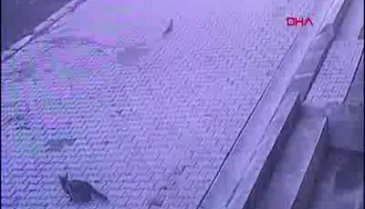 Vicdansız sürücü yavru kediyi ezip kaçtı