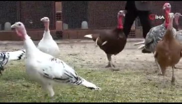 Yılbaşı için Amerika'dan Bursa'ya rengarenk hindi getirdi