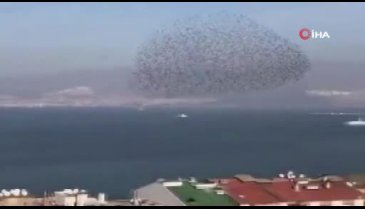 Kuşların dansı hayran bıraktı