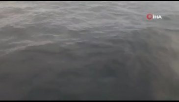 Marmara'da yunus sürprizi