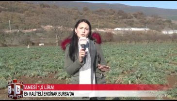 En kaliteli enginar Bursa'da yetişiyor! (ÖZEL HABER)