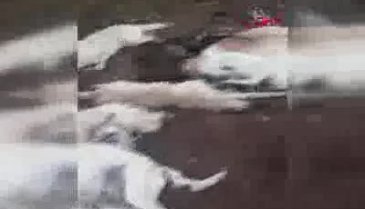 Üst üste yığılmış köpek ölüleri bulundu