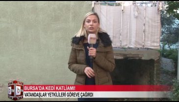 Bursa'da kedi katliamı! (ÖZEL HABER)