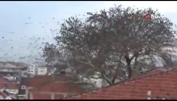 Bursa'da kuşların gökyüzünde muhteşem dansı