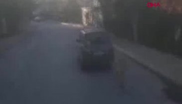 Köpeği otomobilin arkasına bağlayıp sürükledi