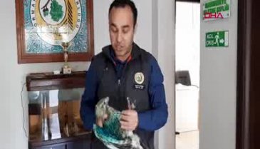 Bursa'da yaralı 3 şahine tedavi