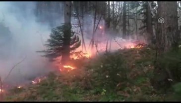 Bursa Uludağ'da orman yangını çıktı