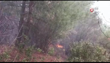 Bursa Gemlik'te ormanlık alanda yangın!