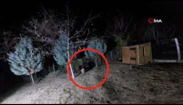 Çalındığını sandığı koyunlarını ayı yedi