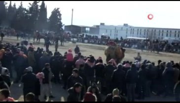 2019 yılının son deve güreşi Gömeç'te yapıldı