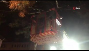 Ağaçta mahsur kalan hamile kedi kurtarıldı