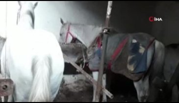 Büyükada'daki karantina ahırları görüntülendi