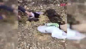 5 yavru köpek, ölü annelerinin başucunda çuval içinde bulundu