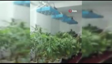 Evini kenevir tarlasına çevirdi