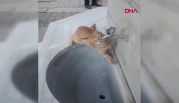 Bursa'da çeşmeden su içen kedi ilgi odağı oldu