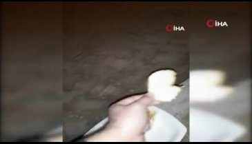 Aç kalan tilkiyi eliyle besledi