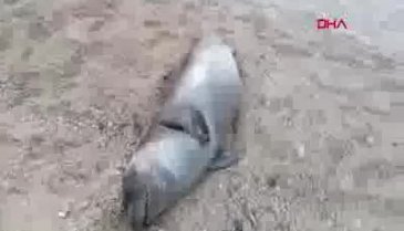 Ölü Akdeniz foku, kıyıya vurdu
