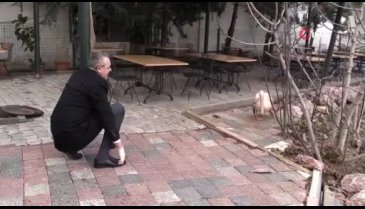 Yaralı ak pelikana Bursa Karacabey kucak açtı